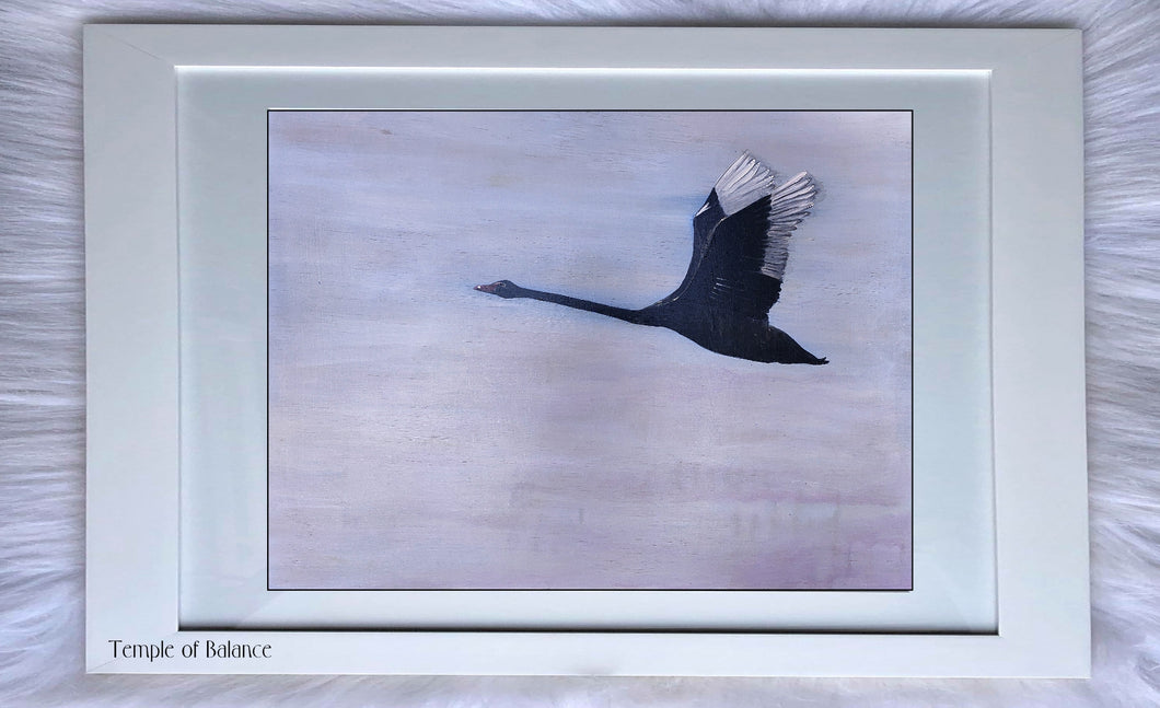Art Print of Black Swan - To the Heavens
