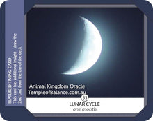 Load image into Gallery viewer, Cards - Animal Kingdom Oracle
