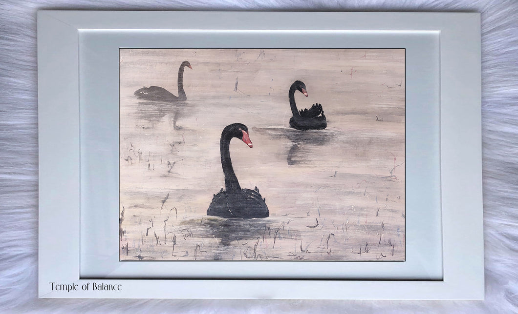 Art Print of Black Swans - The Team