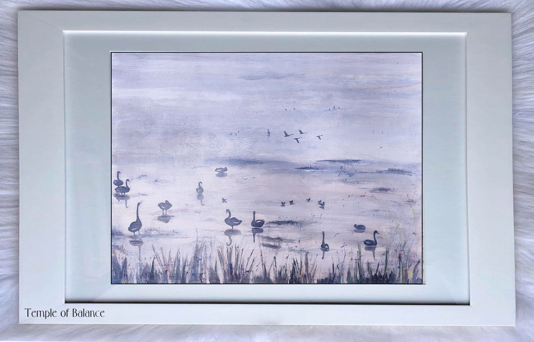 Art Print of Black Swans - A Swanny Scene