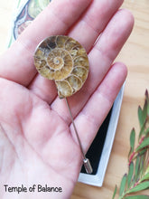 Load image into Gallery viewer, Ammonite Box Set - Pendant &amp; pin
